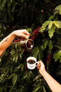 Hands pouring coffee amidst Brazil's vibrant coffee plants, highlighting Congonhinhas' coffee culture.